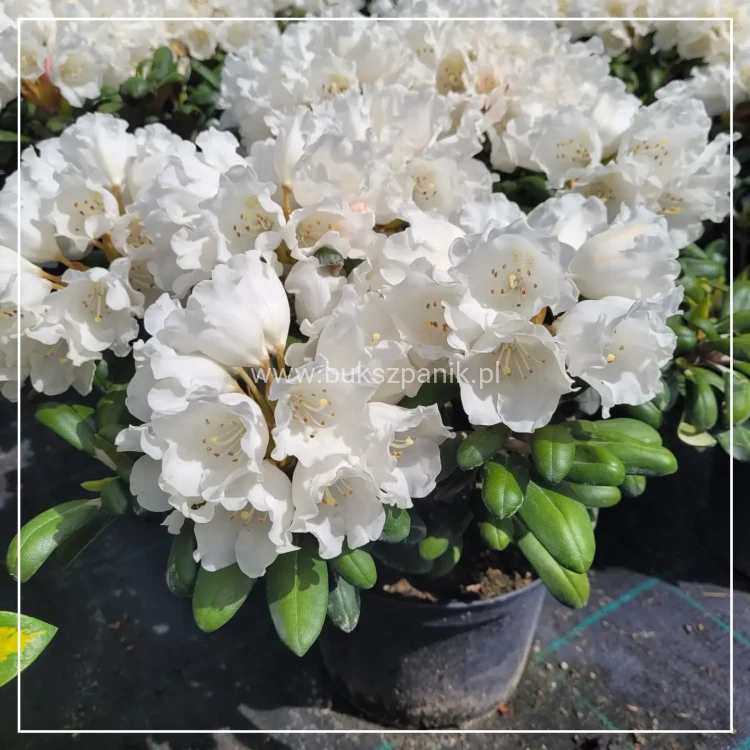 Różanecznik jakuszimański Schneekissen - Rhododendron
