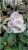 Różanecznik jakuszimański Schneekissen - Rhododendron