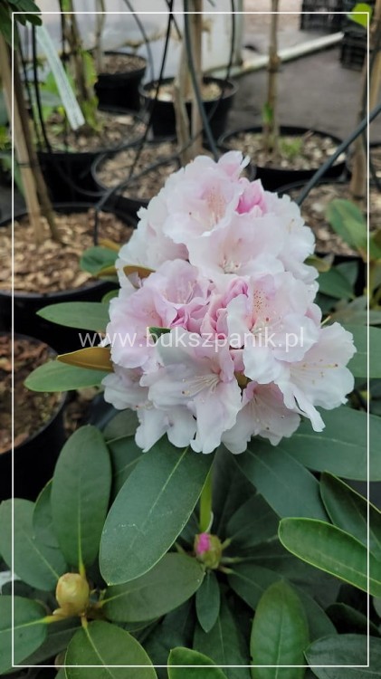 Różanecznik jakuszimański Schneekissen - Rhododendron