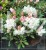 Różanecznik jakuszimański Schneekissen - Rhododendron