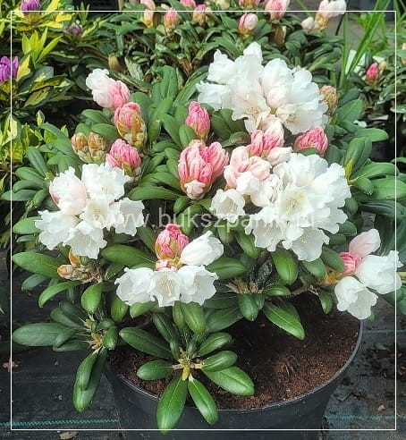 Różanecznik jakuszimański Schneekissen - Rhododendron