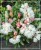 Różanecznik jakuszimański Schneekissen - Rhododendron