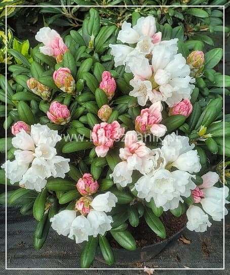 Różanecznik jakuszimański Schneekissen - Rhododendron