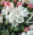 Różanecznik jakuszimański Schneekissen - Rhododendron