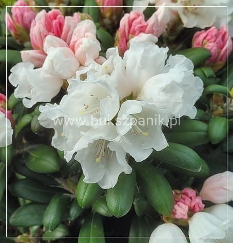 Różanecznik jakuszimański Schneekissen - Rhododendron
