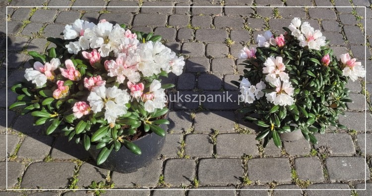 Różanecznik jakuszimański Schneekissen - Rhododendron