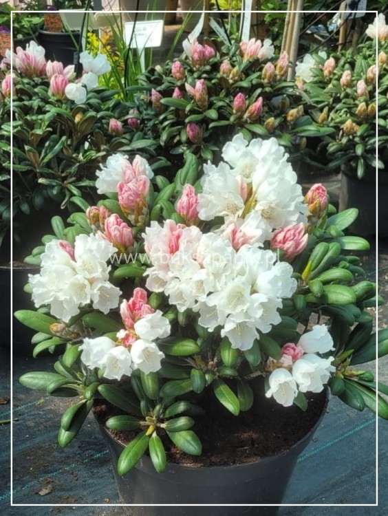Różanecznik jakuszimański Schneekissen - Rhododendron