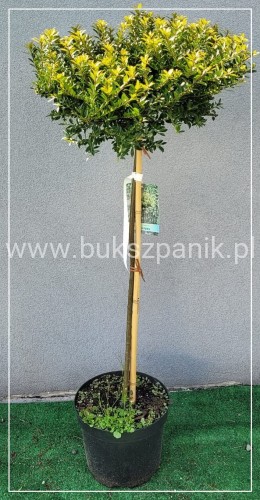 Ostrokrzew karbowanolistny Twiggy- Ilex crenata PA60-80cm C6/C10l