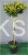 Ostrokrzew karbowanolistny Twiggy- Ilex crenata PA60-80cm C6/C10l