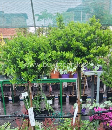 Ostrokrzew karbowanolistny Twiggy- Ilex crenata PA60-80cm C6/C10l