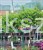 Ostrokrzew karbowanolistny Twiggy- Ilex crenata PA60-80cm C6/C10l