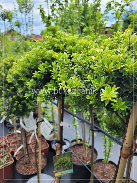 Ostrokrzew karbowanolistny Twiggy- Ilex crenata PA60-80cm C6/C10l