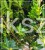 Ostrokrzew karbowanolistny Twiggy- Ilex crenata PA60-80cm C6/C10l