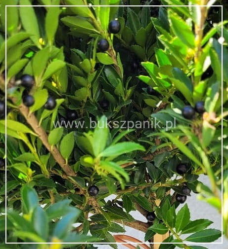 Ostrokrzew karbowanolistny Twiggy- Ilex crenata PA60-80cm C6/C10l