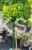 Ostrokrzew karbowanolistny Twiggy- Ilex crenata PA60-80cm C6/C10l