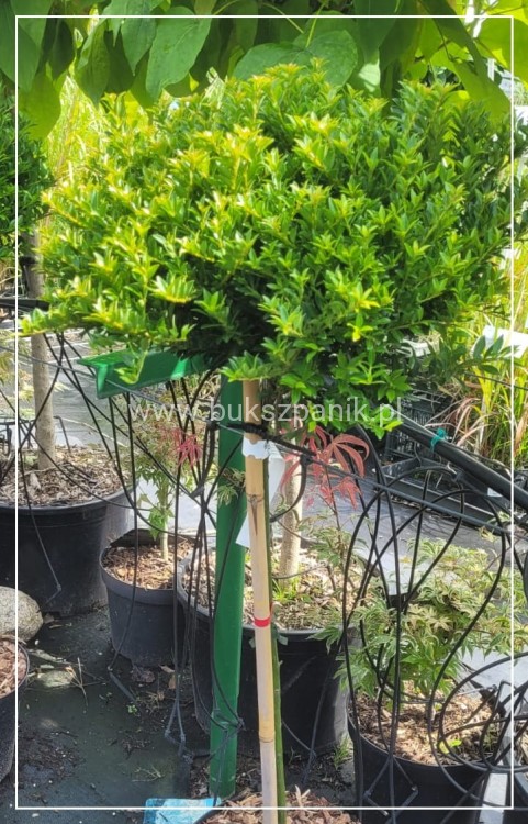 Ostrokrzew karbowanolistny Twiggy- Ilex crenata PA60-80cm C6/C10l