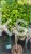 Ostrokrzew karbowanolistny Twiggy- Ilex crenata PA60-80cm C6/C10l