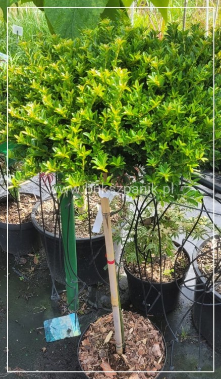 Ostrokrzew karbowanolistny Twiggy- Ilex crenata PA60-80cm C6/C10l