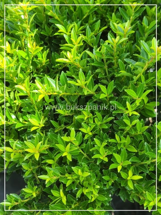 Ostrokrzew karbowanolistny Twiggy- Ilex crenata PA60-80cm C6/C10l