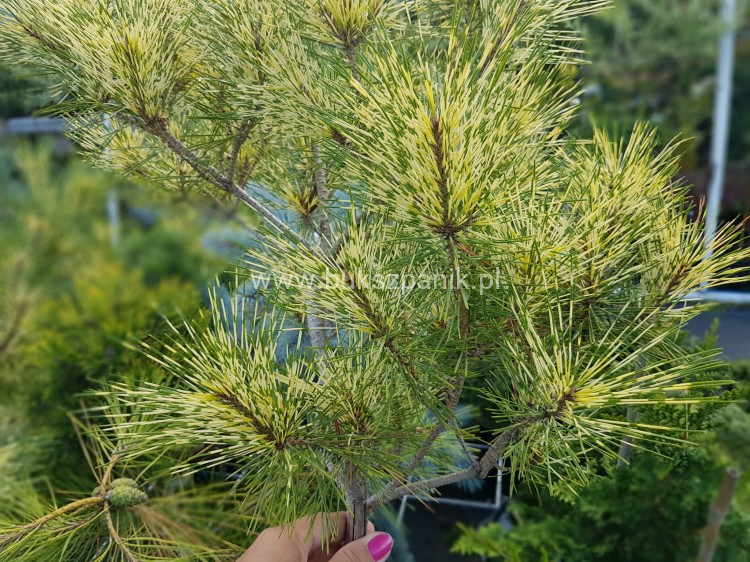 Sosna gęstokwiatowa Oculus Draconis-Pinus densiflora na pniu 90cm