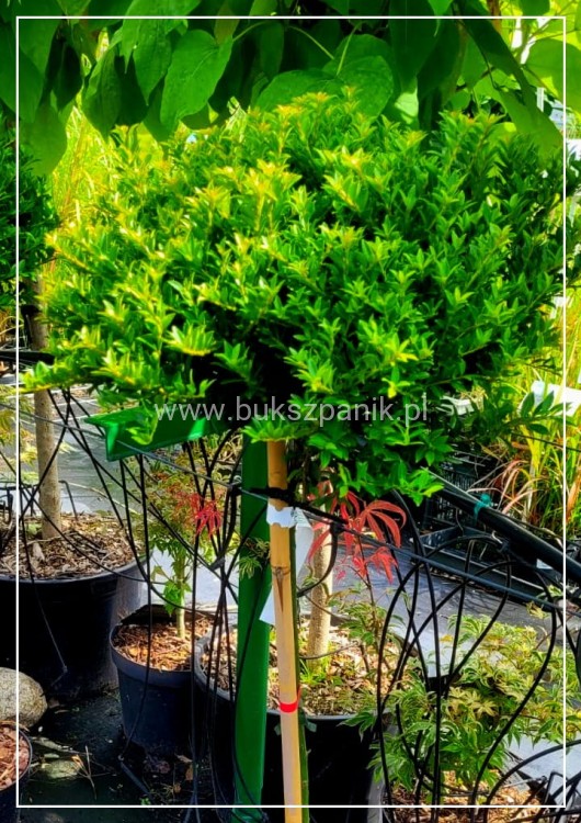 Ostrokrzew karbowanolistny Twiggy- Ilex crenata PA60-80cm C6/C10l