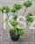 Ostrokrzew karbowanolistny GLORIE DWARF BONSAI wys. 90cm