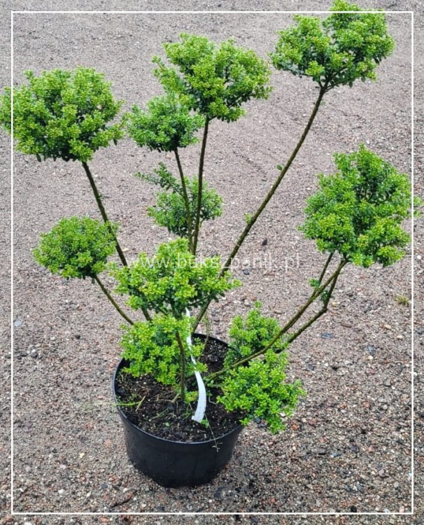 Ostrokrzew karbowanolistny GLORIE DWARF BONSAI wys. 90cm