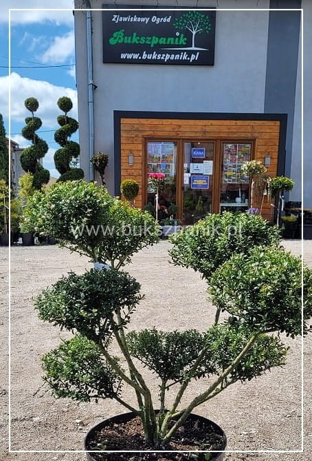 Ostrokrzew karbowanolistny GLORIE DWARF BONSAI wys. 90cm