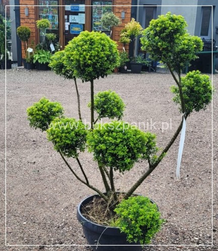 Ostrokrzew karbowanolistny GLORIE DWARF- Ilex crenata BONSAI