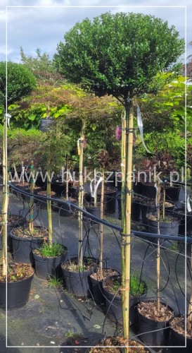 Ostrokrzew karbowanolistny "GLORIE DWARF" Ilex crenata PA 120cm