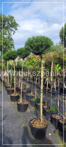 Ostrokrzew karbowanolistny "GLORIE DWARF" Ilex crenata PA 120cm