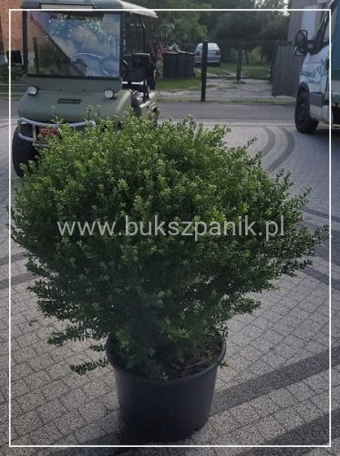 Ostrokrzew Glorie Dwarf KULA C35 KULA XXL 60-80cm