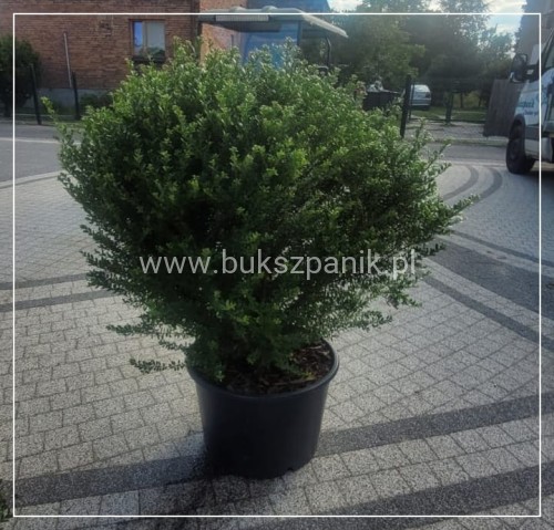 Ostrokrzew Glorie Dwarf KULA C35 KULA XXL 60-80cm