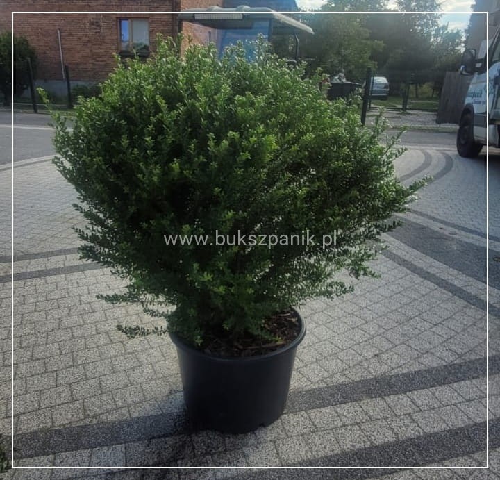 Ostrokrzew Glorie Dwarf KULA C35 KULA XXL 60-80cm
