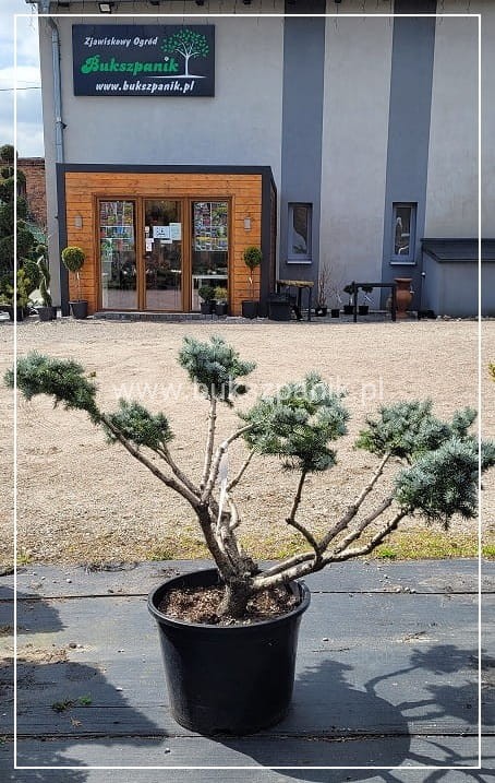 Świerk kłujący Białobok- Picea pungens - formowany BONSAI