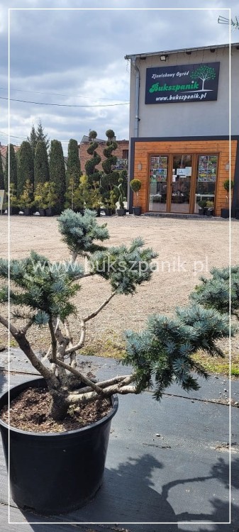 Świerk kłujący Białobok- Picea pungens - formowany BONSAI