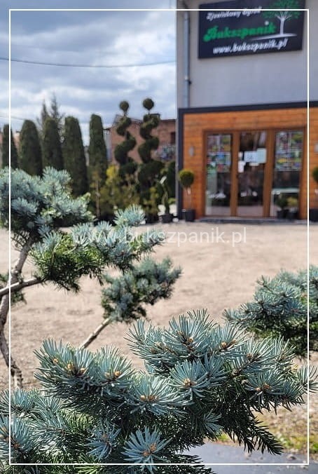 Świerk kłujący Białobok- Picea pungens - formowany BONSAI