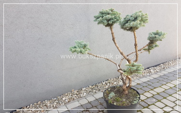 Świerk kłujący Białobok- Picea pungens - formowany BONSAI