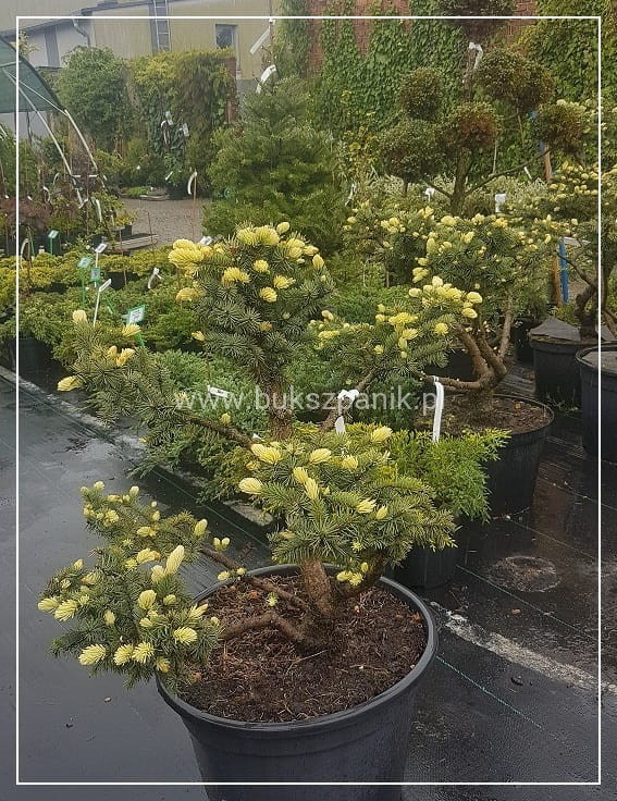 Świerk kłujący Białobok- Picea pungens - formowany BONSAI