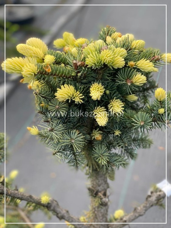 Świerk kłujący Białobok- Picea pungens - formowany BONSAI