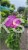 Hibiskus ogrodowy APHRODITE Ketmia syryjska