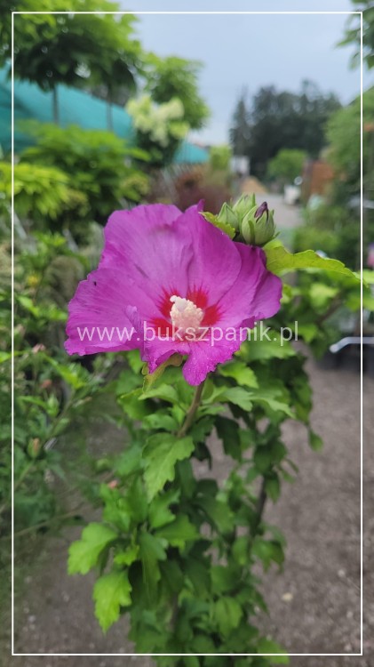 Hibiskus ogrodowy APHRODITE Ketmia syryjska