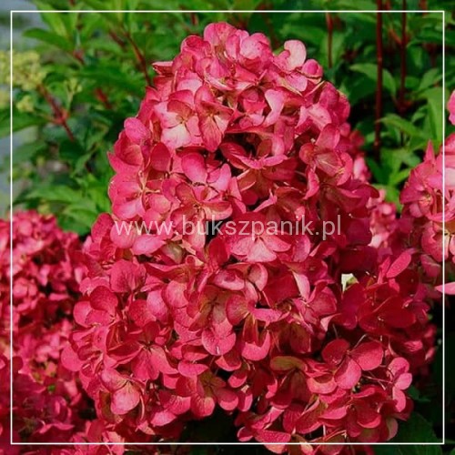 Hortensja bukietowa WIM`S RED -Hydrangea paniculata C7,5l