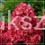 Hortensja bukietowa WIM`S RED -Hydrangea paniculata C7,5l