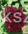 Hortensja bukietowa WIM`S RED -Hydrangea paniculata C7,5l