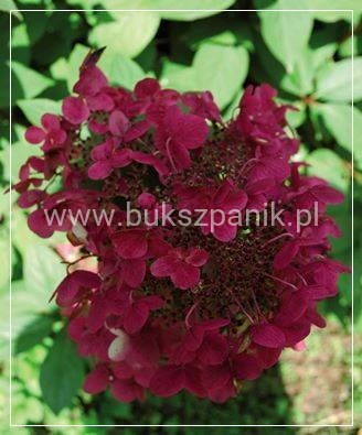 Hortensja bukietowa WIM`S RED -Hydrangea paniculata C7,5l