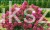 Hortensja bukietowa WIM`S RED -Hydrangea paniculata C7,5l