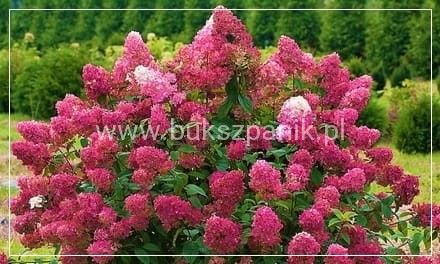 Hortensja bukietowa WIM`S RED -Hydrangea paniculata C7,5l