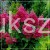Hortensja bukietowa WIM`S RED -Hydrangea paniculata C7,5l