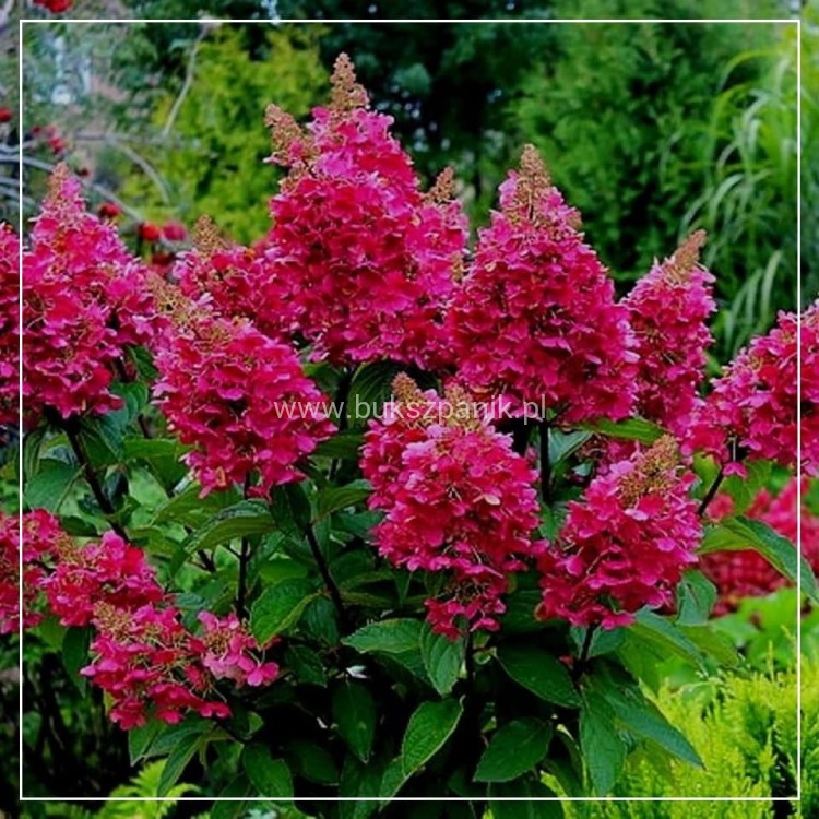 Hortensja bukietowa WIM`S RED -Hydrangea paniculata C7,5l